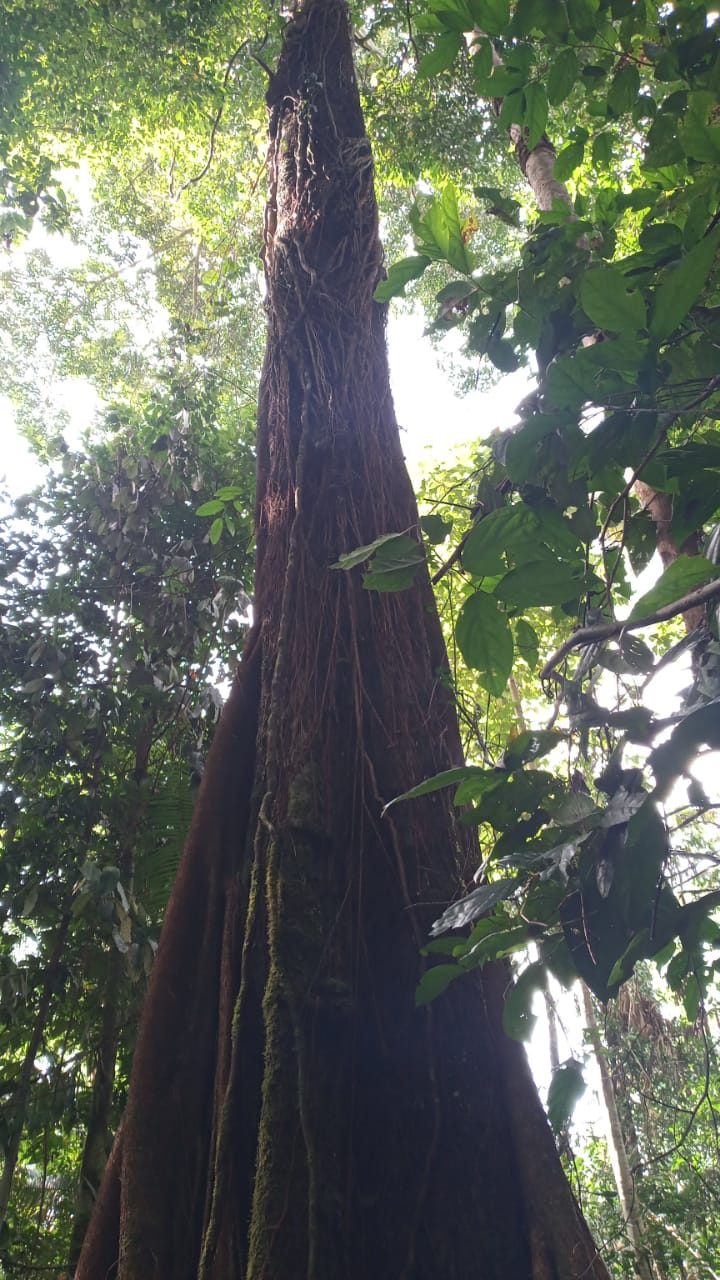 Bromo 制琴工艺